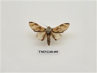 藏品(雲舟蛾)的圖片